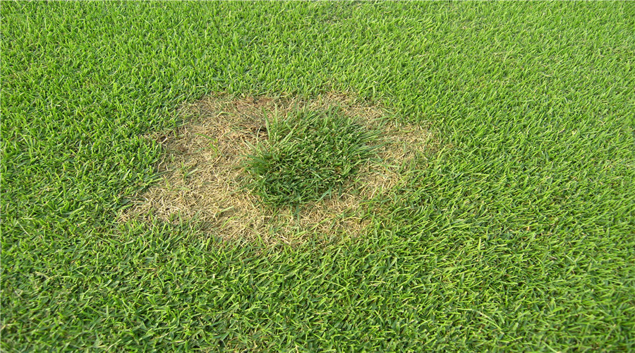 草坪什么时候浇水可以避免病害,高尔夫球场草坪容易生哪些病害