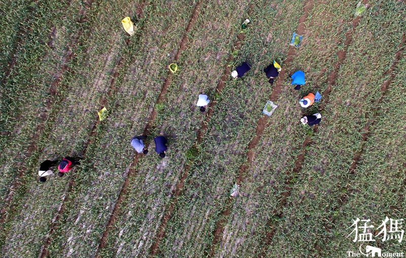 河南蒜农滞销紧急助农,大蒜20万吨订单