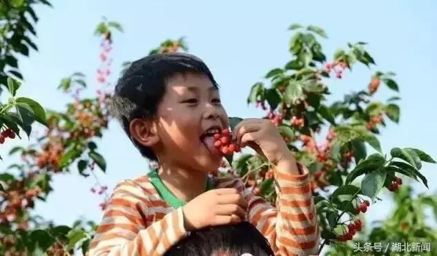 妗冨瓙鍙互鍜屽摢浜涙按鏋滃悆,鑳藉悆妗冨瓙鐨勯鐗╂湁鍝簺