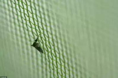 如何治蚊子小妙招,蚊子越来越多怎么防蚊子啊