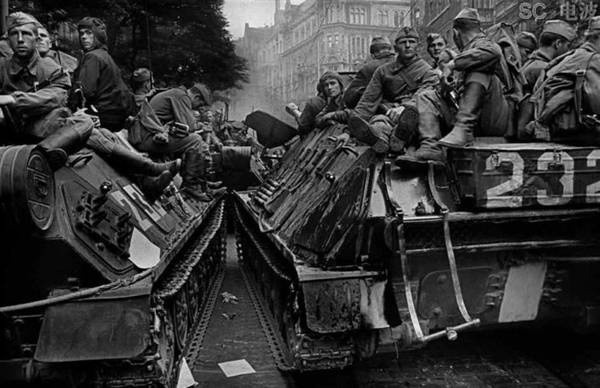 每日花语100句,每日花语蒲公英