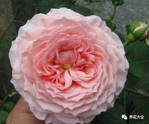 最美最高端的30款月季 (十种绝美的月季)