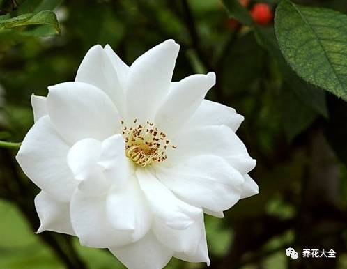 最美最高端的30款月季 (十种绝美的月季)