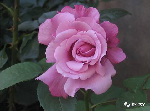 最美最高端的30款月季 (十种绝美的月季)