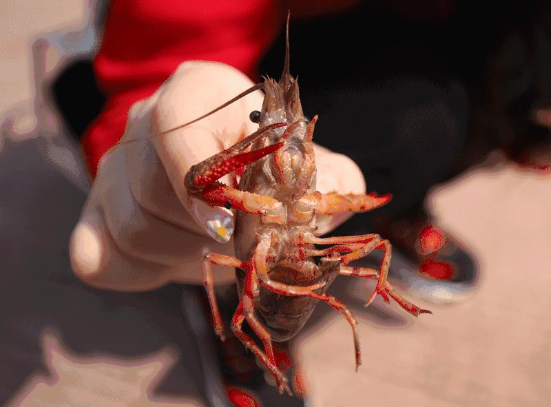 小龙虾基地钓龙虾,瑶海野钓龙虾的最佳地点