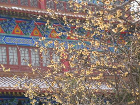 为什么说腊梅是梅花,陆游眼中的梅花是怎样的