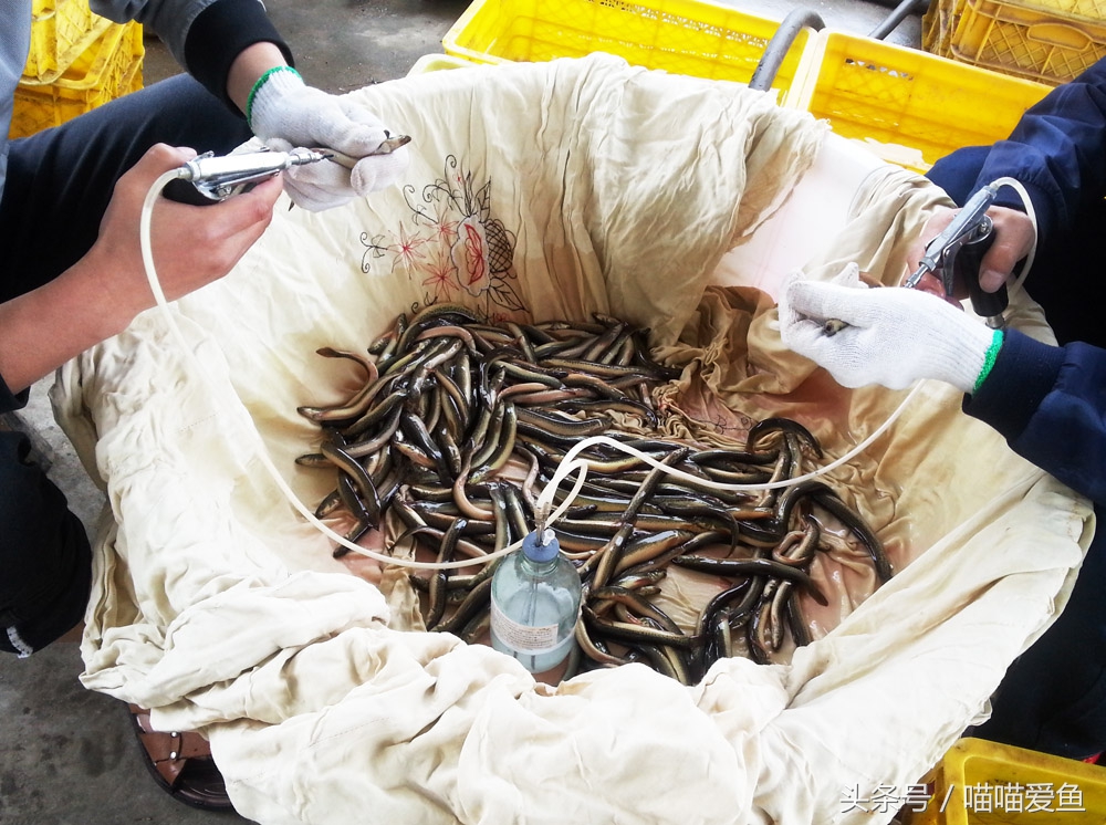 泥鳅苗在哪里购买,最便宜的泥鳅苗