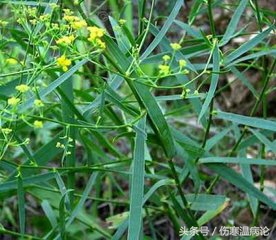 山东济南的当地药材，以章丘为主系列之七蔓荆子，柴胡，葛根