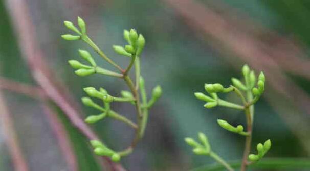 有哪些花卉可以驱蚊无毒,4种好看又好养的驱蚊花