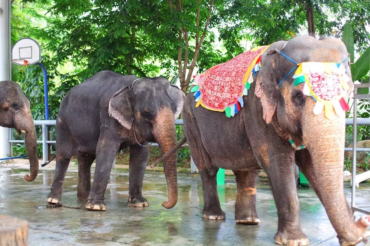 徐千雅彩云之南西双版纳,彩云之南云南西双版纳景色