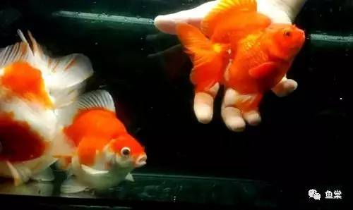 什么品种金鱼适合玻璃缸养,金鱼最好养的是什么品种