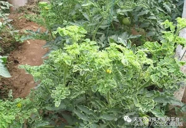 农作物病毒病防治药剂,病毒病防治讲解