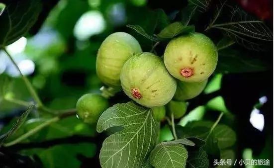 无花果新鲜的和干的营养区别,干无花果的营养与功效有哪些