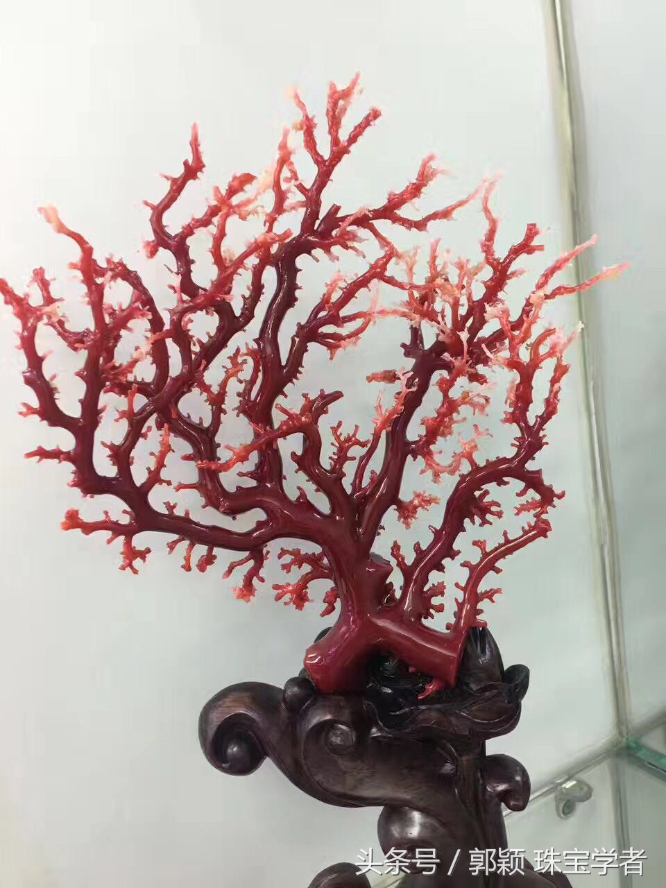 阿卡牛血红珊瑚自己戴可以吗,顶级阿卡牛血红珊瑚是哪个产地