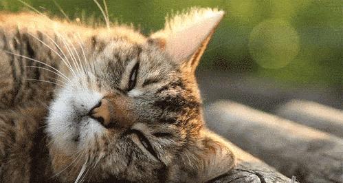 宠事儿：比空巢更可怕的，是虚伪的爱