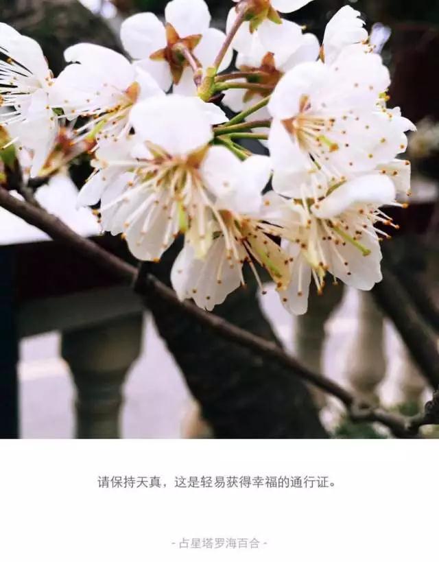 每日星运双子座,每日星语100句