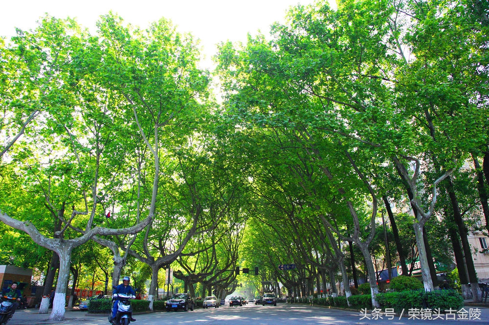 南京的绿湖,南京的月色美到令人窒息