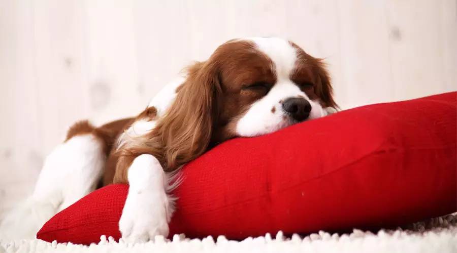 怎么治疗狗狗感冒,狗狗感冒打针方法