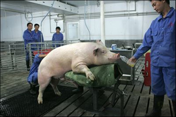 公猪不会爬架子怎么办,公猪不骟长大后猪肉会有怪味吗