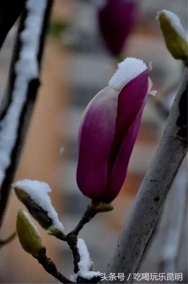 昆八中介绍,再见八中