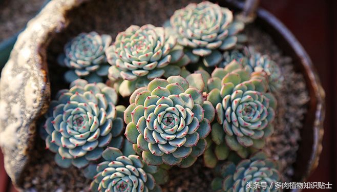 这六种多肉便宜又好养，快来在阳台养出来吧
