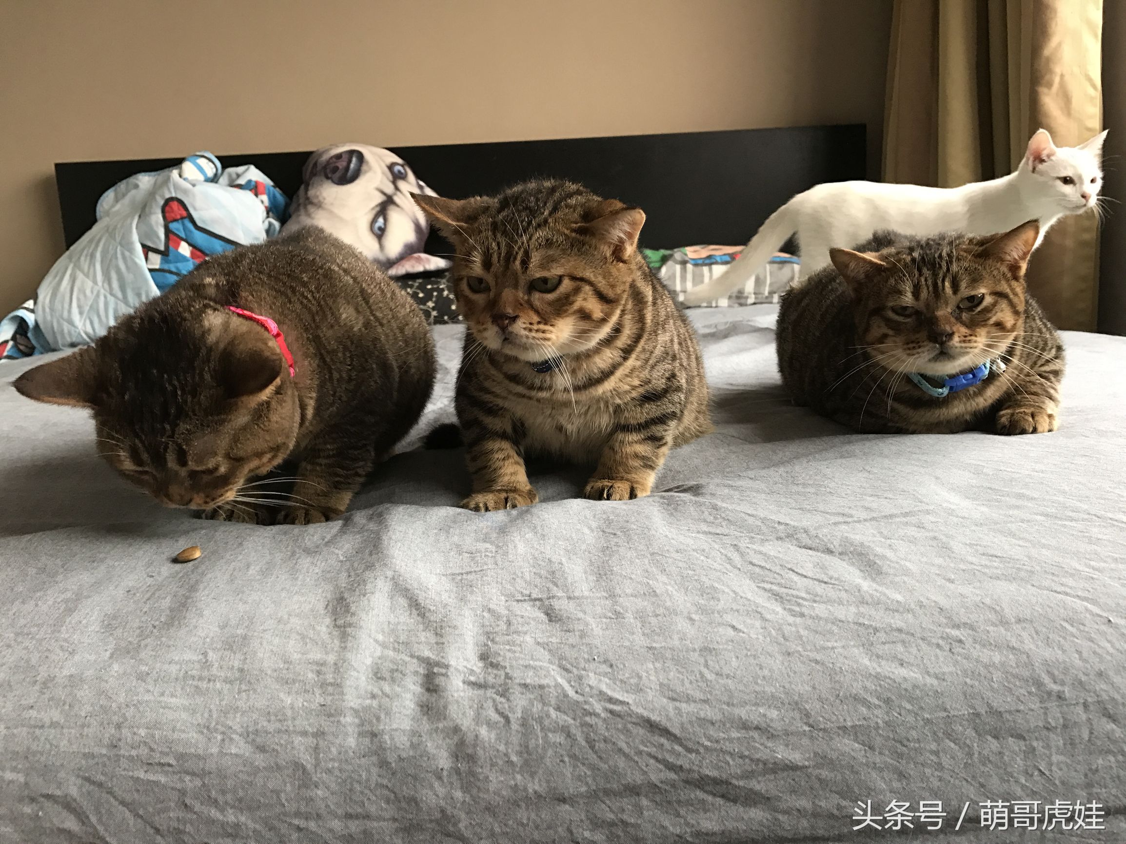 猫咪见证铲屎官的爱情,铲屎官满脸伤的亲猫咪