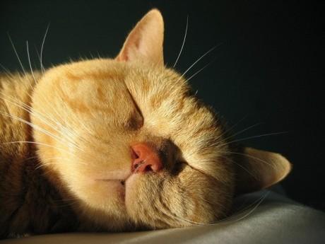 喵主子很烦恼,御赐铲屎官之喵主子们的烦恼