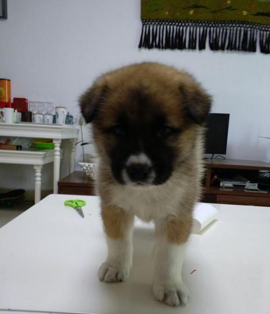 萨摩耶串田园犬长大后是什么样子,萨摩耶串中华田园犬