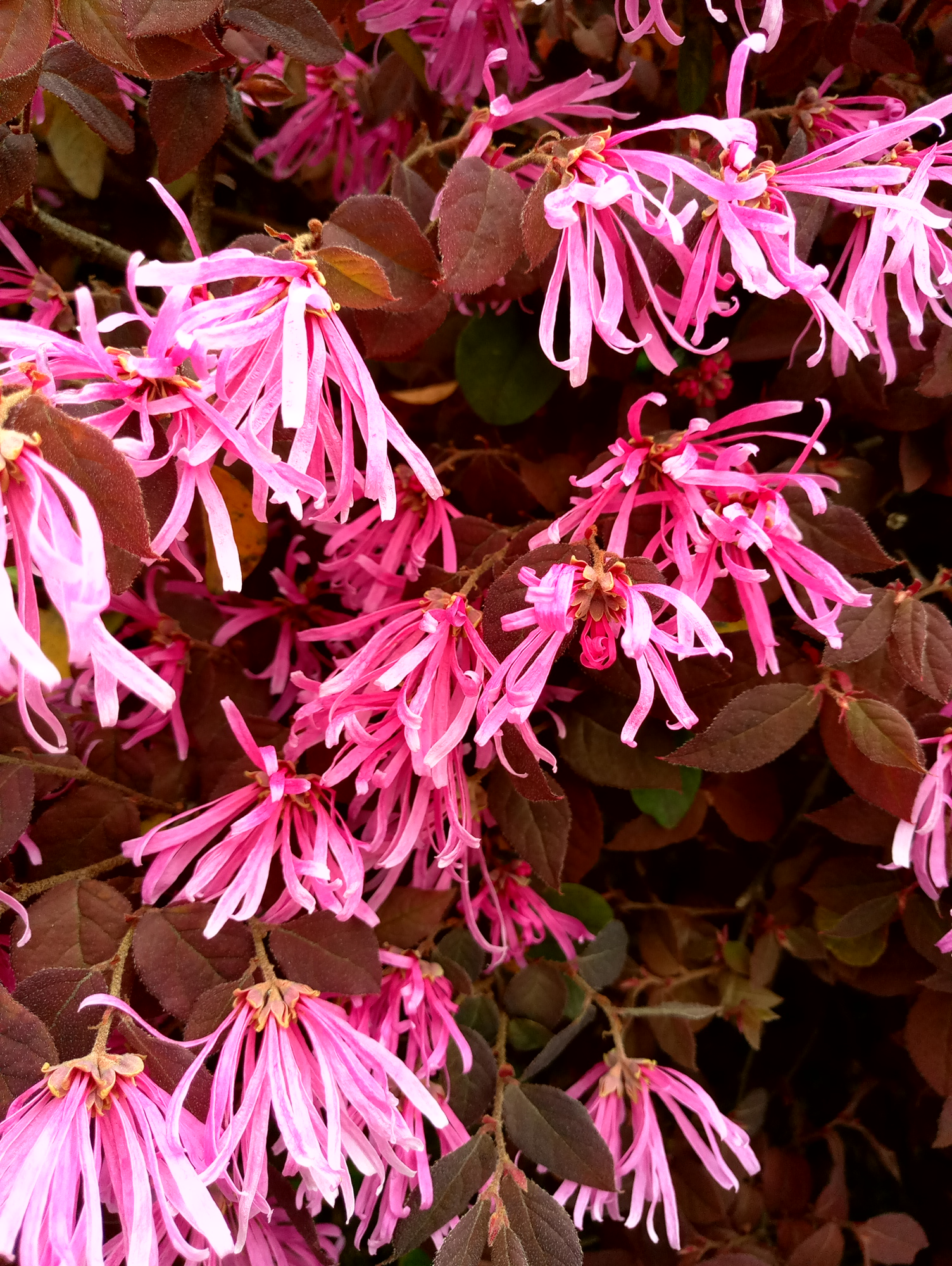 23年魅族mx6还能正常使用吗,魅族MX6的体验怎么样