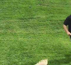 这年头不会脸刹的狗狗肯定不是一条好狗