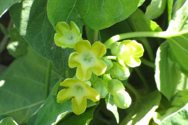 有哪些花卉可以驱蚊无毒,4种好看又好养的驱蚊花