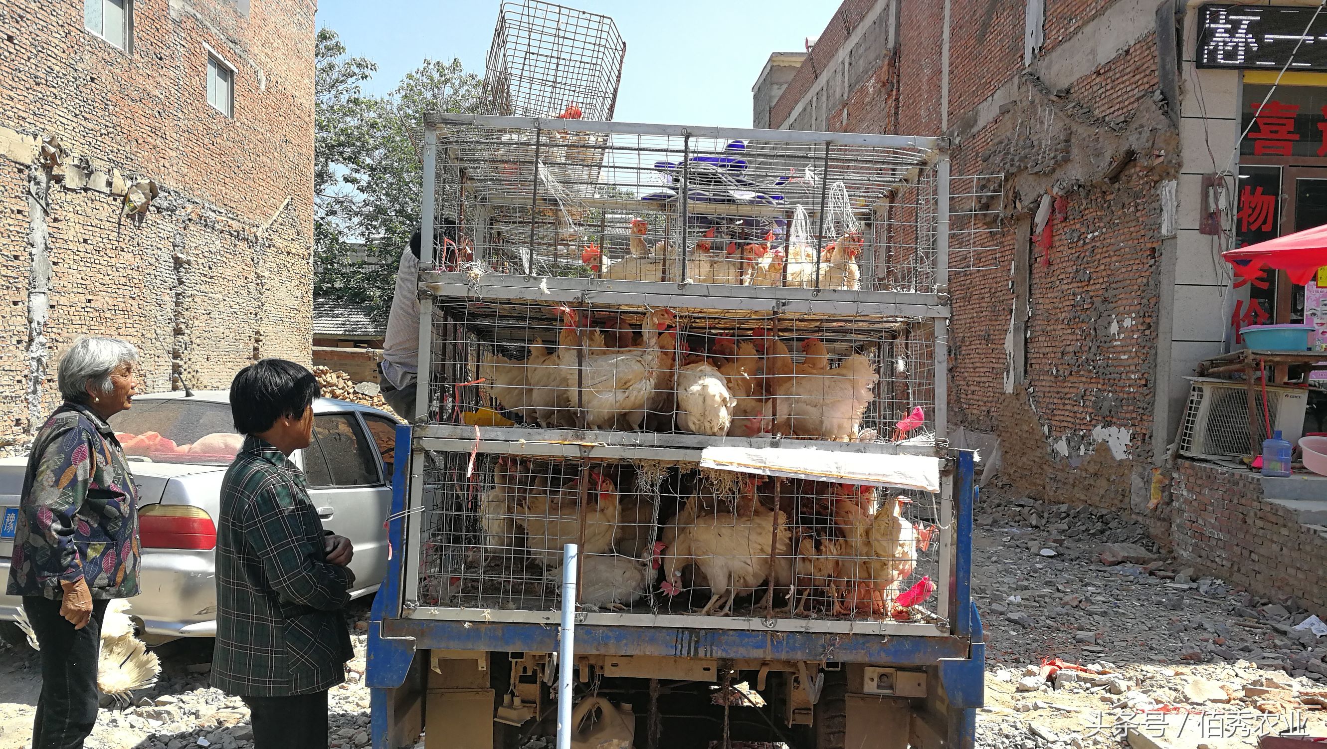 农村人卖鸡，10块钱一只，100元多送一只！这样的好事你见过