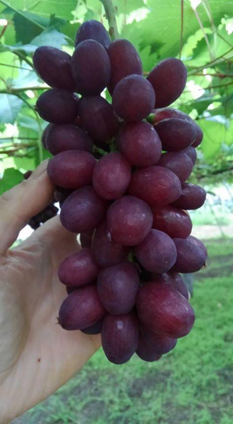 七星女王葡萄的优点和缺点,七星女皇葡萄简介
