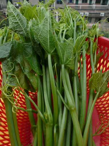 这才是真正的纯天然无公害蔬菜,一起来种菜纯天然绿色蔬菜