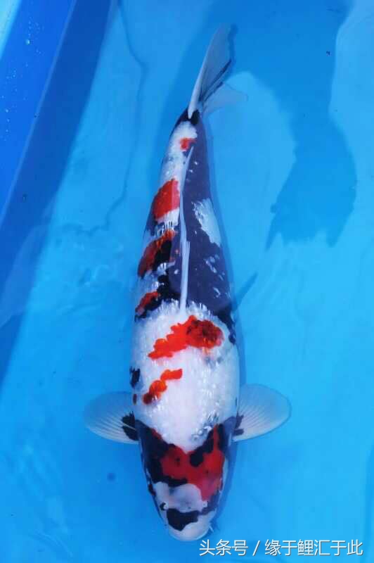 鱼生病三步骤,鱼生病了单独治疗注意事项