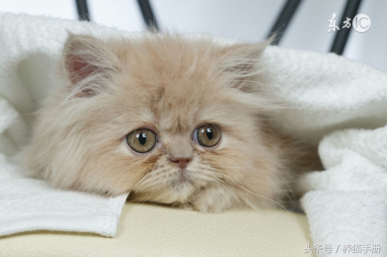 养猫常见的疾病和解决方法,猫咪常见疾病和救治