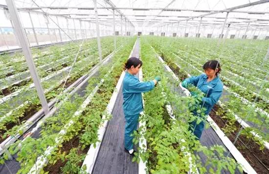 生态农业的好处,生态农业的优势