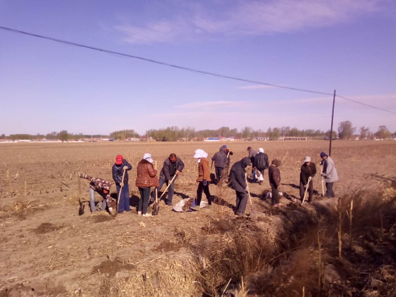 百日会战绿化苗木栽植,百日会战