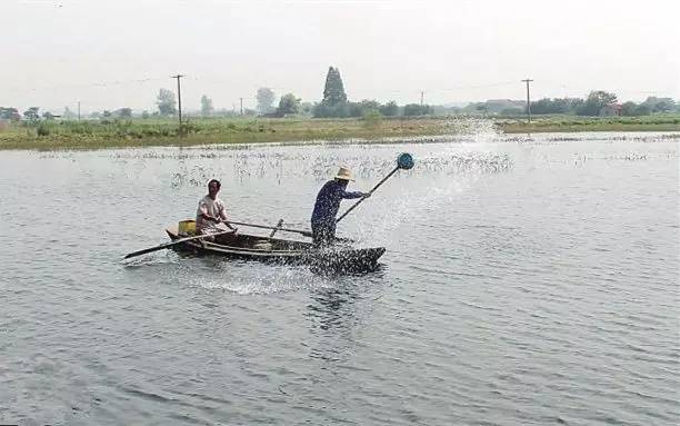 远离水域的注意事项,河蟹水瘪子病的预防和治疗