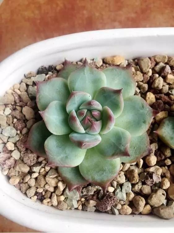 入坑仅1年，他的肉肉竟然全都大变样？！这真的是同一颗肉肉吗？