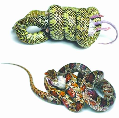 假如你是一条蛇你会怎么样,如果你是一条普通的小蛇该怎么办