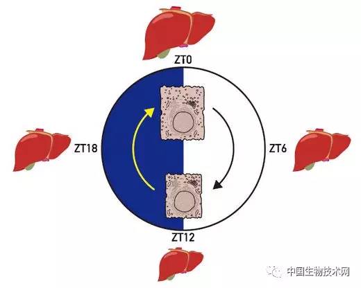 肝脏外形增大饱满,什么原因能引起肝脏缩小