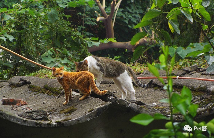 中华田园猫12个品种图哪个最好养,中国最稀少的猫品种中华田园猫