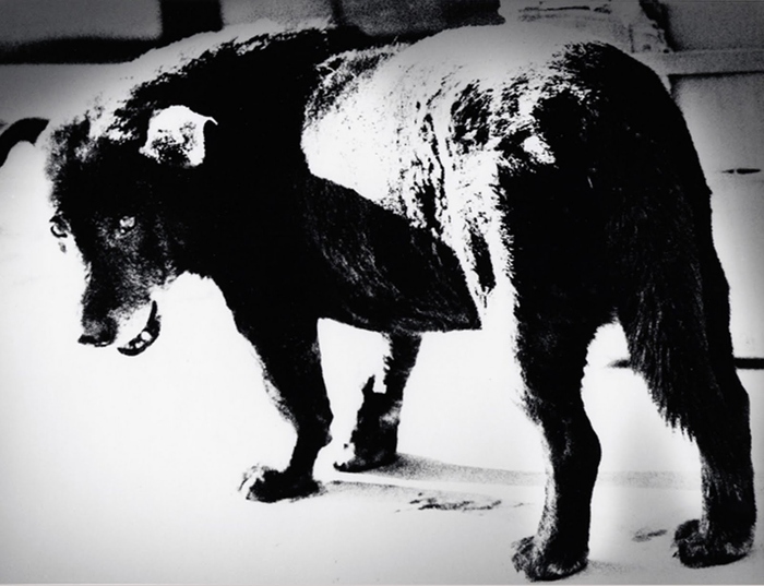 为拍照而生的性价比手机,为拍照而生的相机