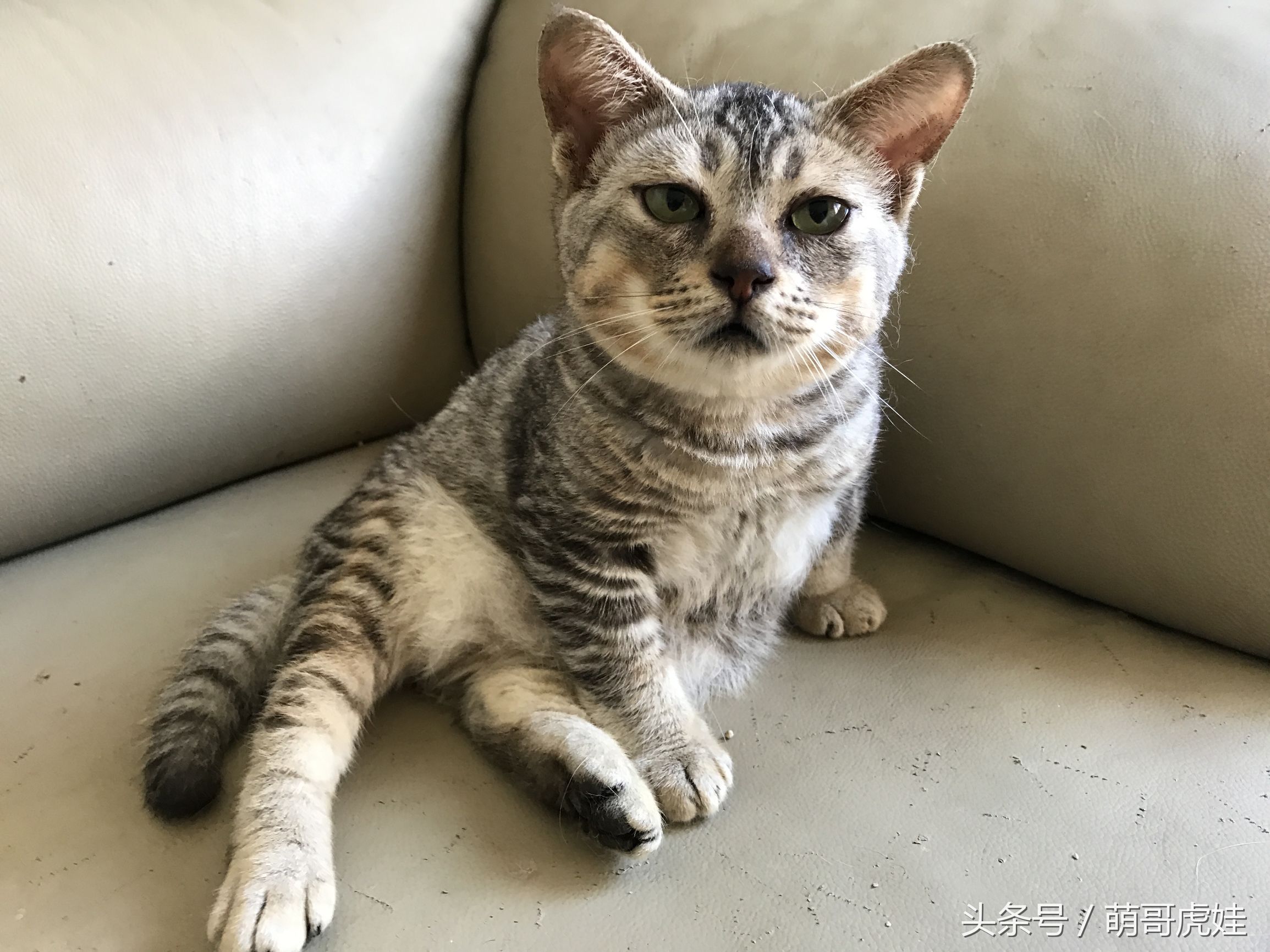 猫咪见证铲屎官的爱情,铲屎官满脸伤的亲猫咪