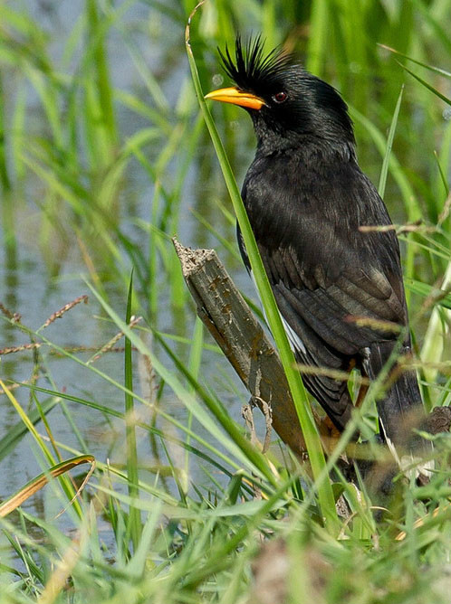 宠物八哥知识大全,八哥的饲养方法和训练