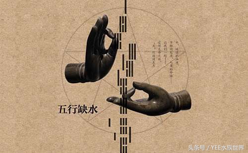 鱼缸养鱼真的能招财吗,养鱼聚财有什么讲究