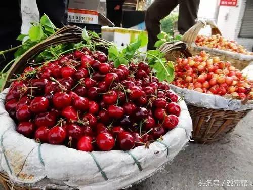 30亩樱桃一年能赚多少钱,樱桃一亩地大概可以赚多少钱