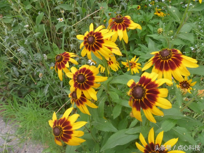 和向日葵相似的是什么花,长得像向日葵一样小小的花