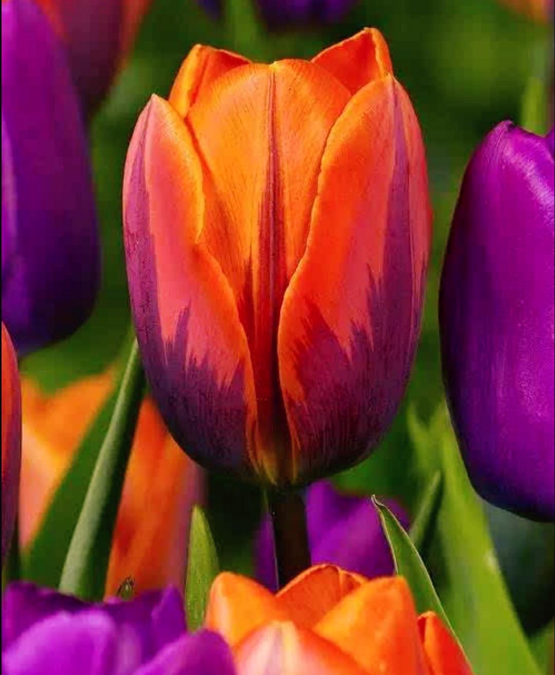 世界上最贵的花是什么,史上最贵的十种花和价格